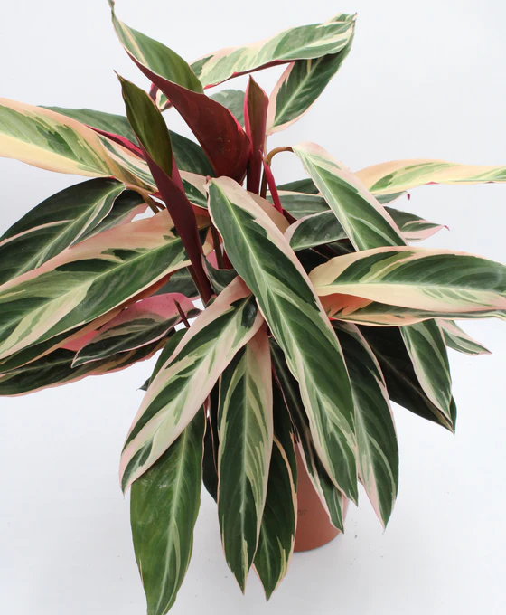 Stromanthe Thalia Triostar Rose