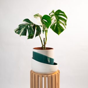 Monstera variegata - taille M