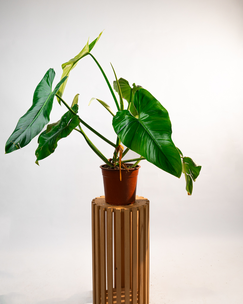 Philodendron Imperial Green