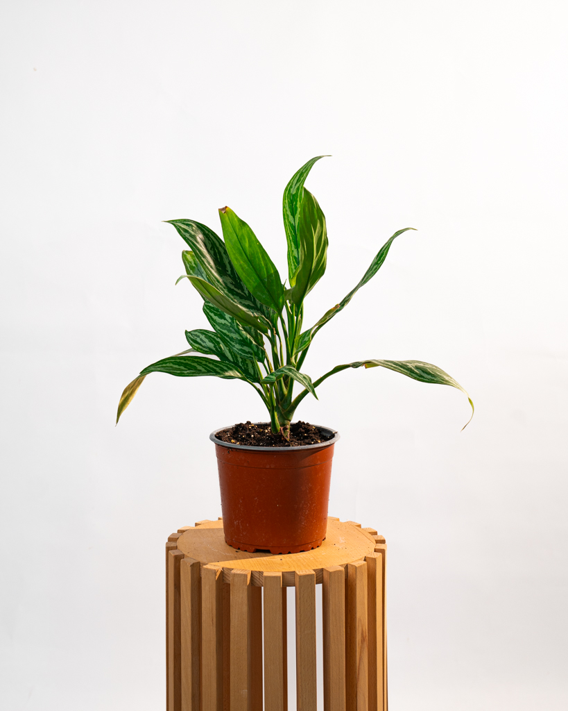 Aglaonema Silver Queen
