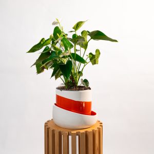 Anthurium blanc