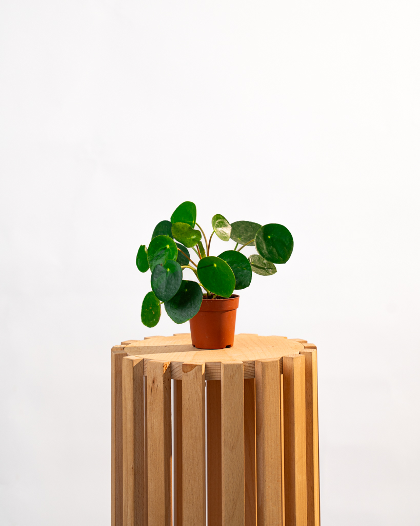Peperomia Peperomioides – Monnaie Chinoise