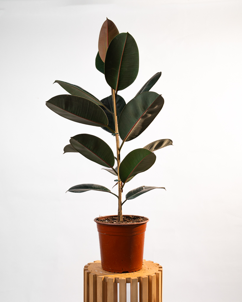 Ficus elastica Abidjan Grand