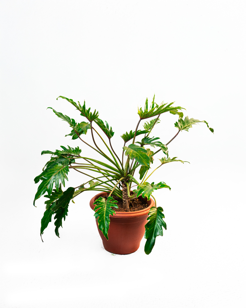 Philodendron Xanadu