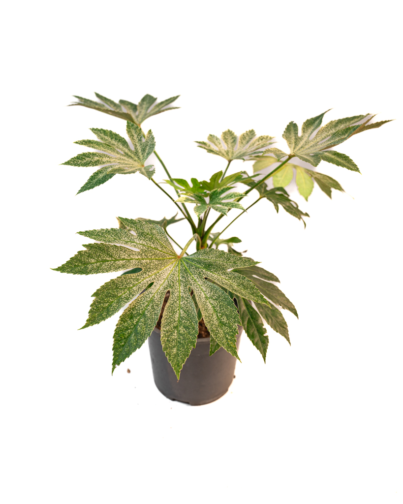 Fatsia Japonica variegata