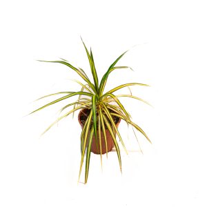 Dracaena marginata variegata