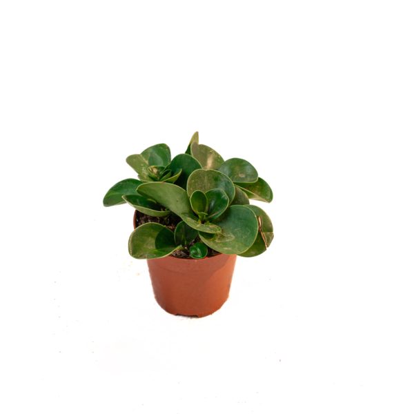 Peperomia obtusifolia – Pourpier des bois