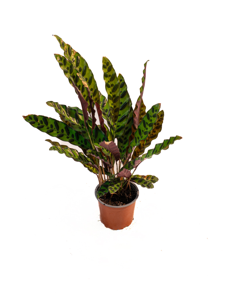 Calathea Lancifolia