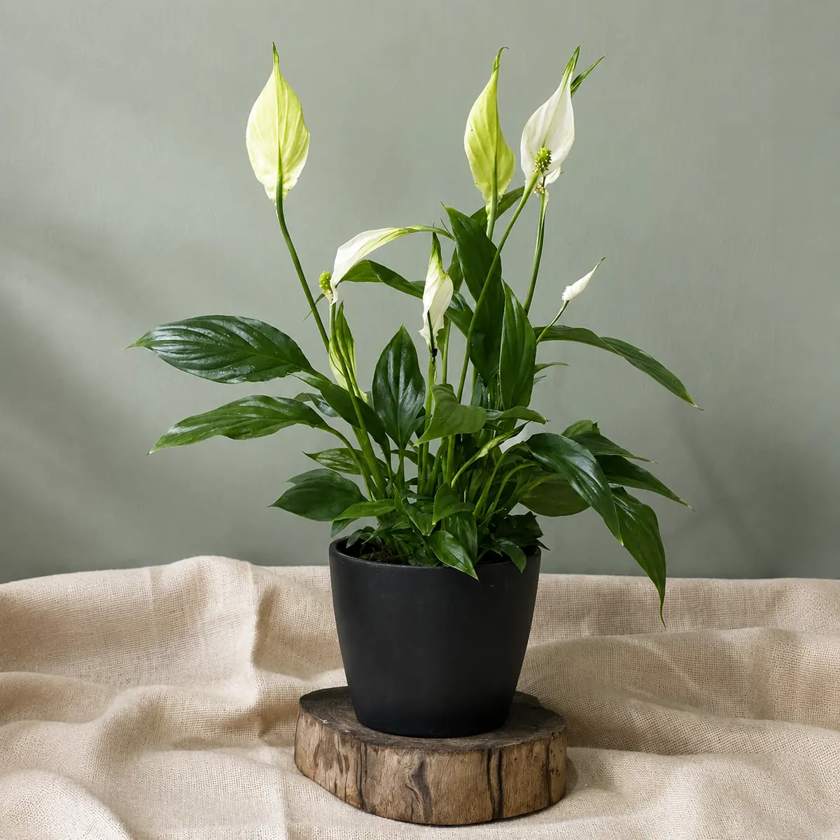 Spathiphyllum (fleur de lune) – Pot 8cm