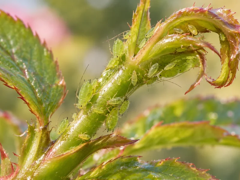 Pucerons : les reconnaître et en débarrasser vos plantes